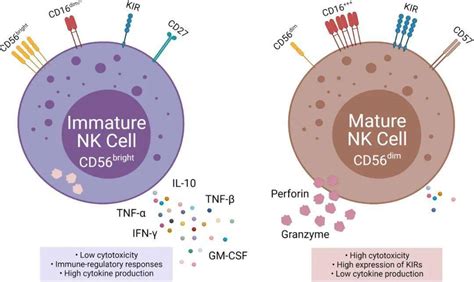 NK细胞图鉴 - 知乎