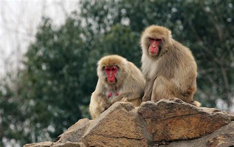 猴子一家坐在山上高清图片下载-正版图片505561901-摄图网