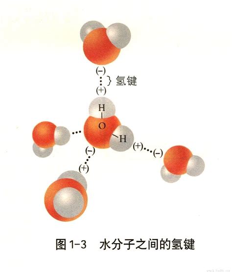 如何理解氢键？_化学自习室（没有学不到的高中化学知识！）