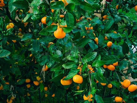 树上的橘子成熟的橘子黑山柑桔树橘园树上结了很多果高清图片下载-正版图片503275045-摄图网