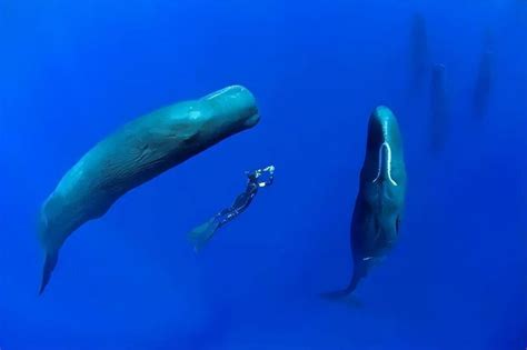 鲸类呼吸时要浮出水面，那它们在海里是怎么睡觉的？