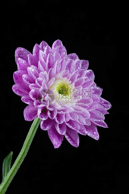 紫色菊花高清图片下载-正版图片501324903-摄图网