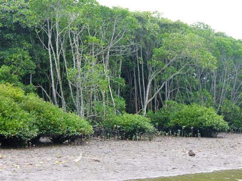 高清：盘点青岛珍稀树种 濒临灭绝棵棵金贵 - 青岛新闻网