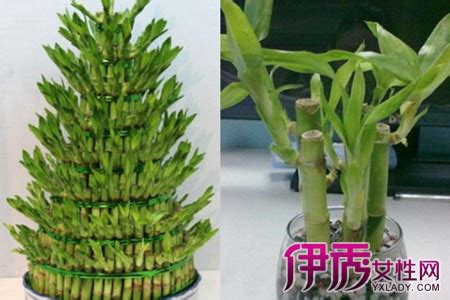 竹子的图片欣赏 竹子的种类有哪些_百科知识_学堂_齐家网