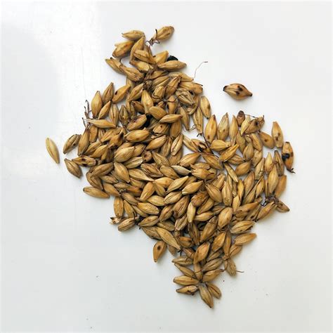 批发中药材麦芽 大麦芽 生麦芽-阿里巴巴