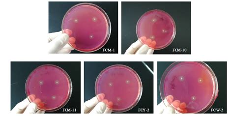 对几种病原细菌具有抑菌活性的苏云金芽胞杆菌及其细菌素的制作方法