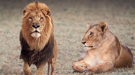 非洲狮子为什么濒临灭绝？(大象天敌是什么？)_动植园