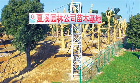 苗圃基地-贵州灵智林业生物技术有限公司