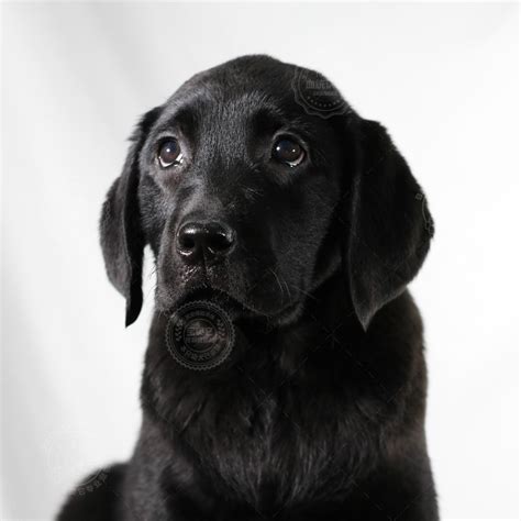 纯种拉布拉多犬幼犬狗狗出售 宠物拉布拉多犬可支付宝交易 拉布拉多犬 /编号10102103 - 宝贝它