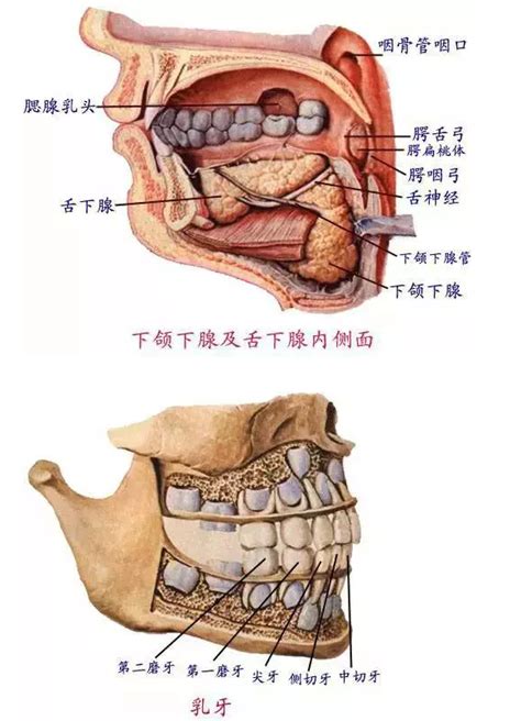 口腔结构图图片