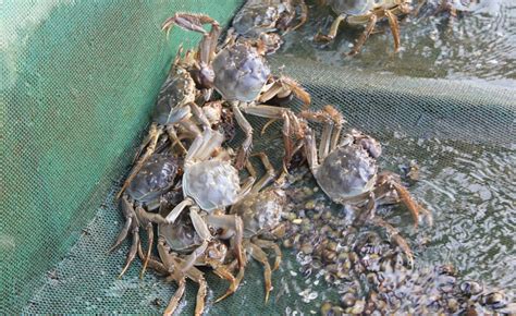 家里养螃蟹怎么才能养活 —【发财农业网】