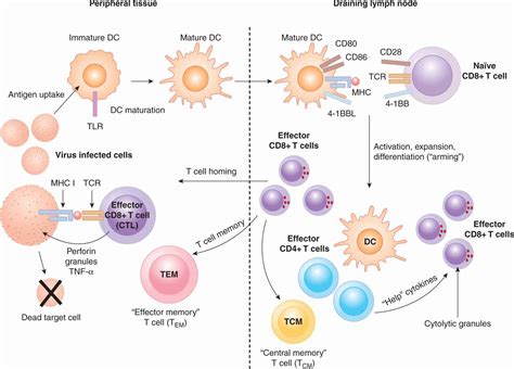 T细胞激活的两大信号！_分子_蛋白_识别