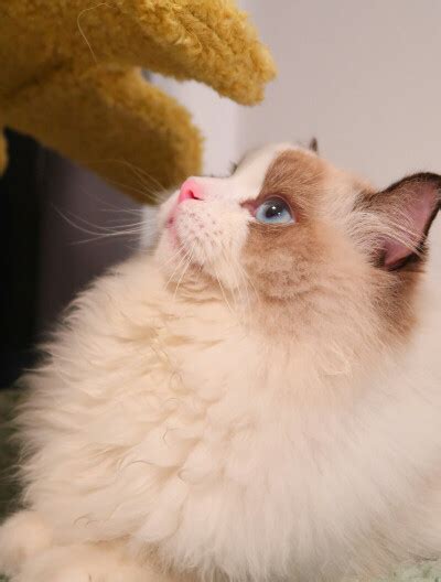 球球是只猫图片