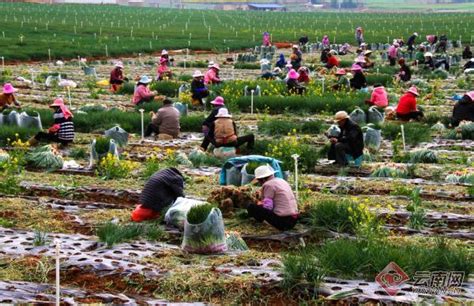 泸西县:农民变股民 以组织引领带动群众增收_要闻_红河频道_云南网