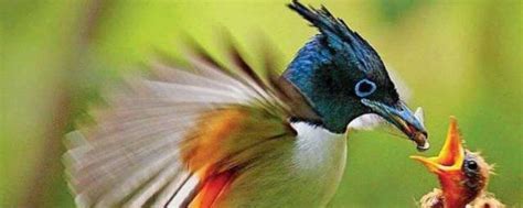 大自然有哪些鸟 大自然中的鸟类介绍_知秀网
