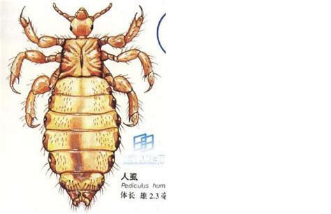 扁虱的图片