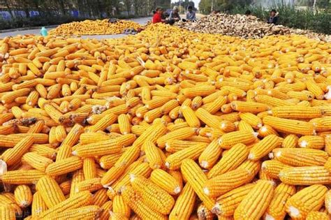 玉米价格上涨，后续市场购销需关注什么_刘石磊_因素较多_售粮