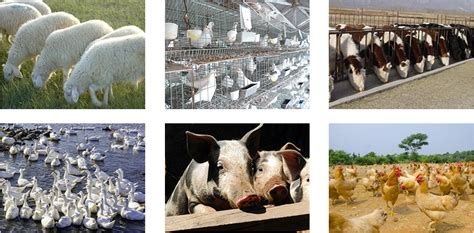 【互联网+养殖】智慧农业技术在畜禽生产中的发展与应用 - 知乎