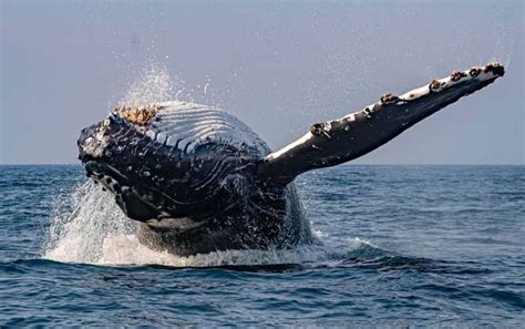白鲸：世界上最可爱的鲸鱼（浑身雪白长的像海豚）-小狼观天下