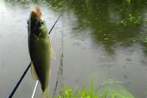 钓鱼高手教你夏季雨天垂钓技巧，掌握好就会有不少的渔获！
