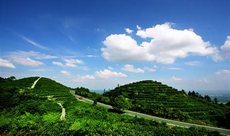名山区生态茶山 图片 | 轩视界