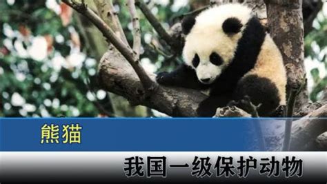 备受世界各国喜爱的熊猫，身为我国国宝之一，它的咬合力异常惊人_高清1080P在线观看平台_腾讯视频