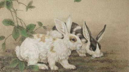 兔子在古代指的是什么 兔子在古代指的是什么意思_知秀网