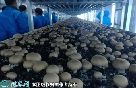 蘑菇怎样养殖，蘑菇对生长环境有什么要求 - 农敢网