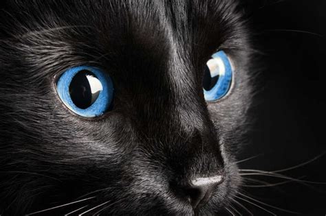 黑小猫高清图片下载-正版图片502529577-摄图网