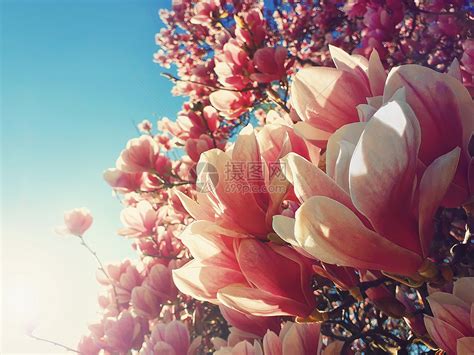 植物群生长春日开花的粉红色樱树高清图片下载-正版图片307757113-摄图网