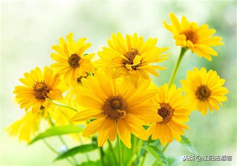 明日黄花的花是什么花 - 业百科