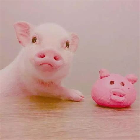 可爱小猪猪头像|猪猪|头像|可爱_新浪新闻