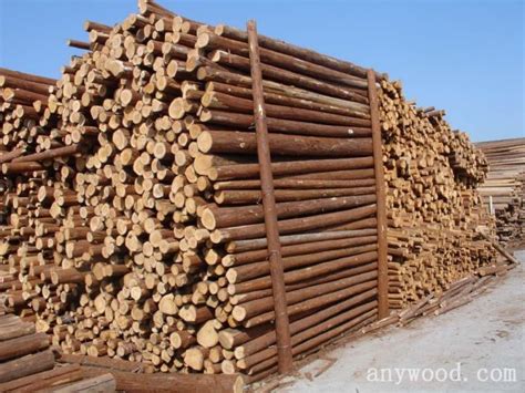 芬兰当地松木、杉木原木价格略有下降【批木网】 - 木材价格 - 批木网