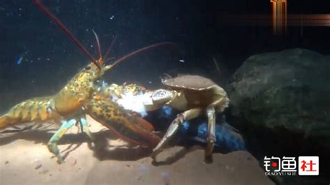 超罕见！龙虾和螃蟹打架视频！配上这bgm堪称一绝！_腾讯视频