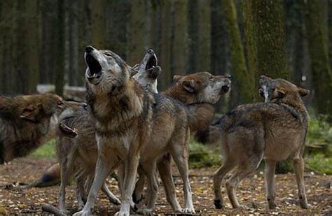 狼群与狼群最火爆的战斗，野狼打架夺地盘还是靠数量