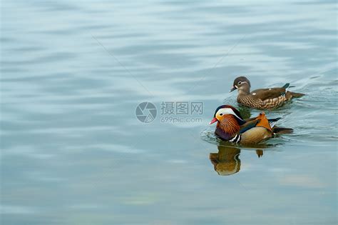 金鸳鸯图片