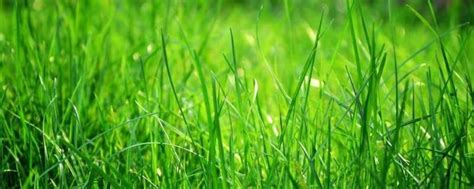 小草为什么是绿色的 - 业百科