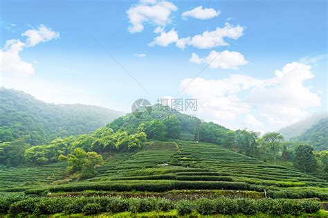 广东潮州茶山凤凰山采茶_茶叶种植基地航拍_4096X2304_高清视频素材下载(编号:6682197)_实拍视频_光厂(VJ师网) www ...