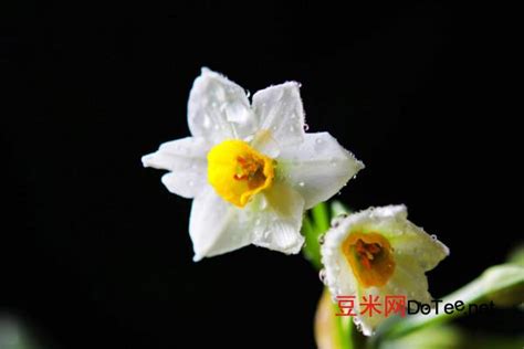 关于水仙花的知识|水仙花图片-中国木业网