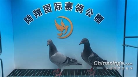 中国信鸽公棚鸽王排名赛走进江苏云外水庄赛鸽中心
