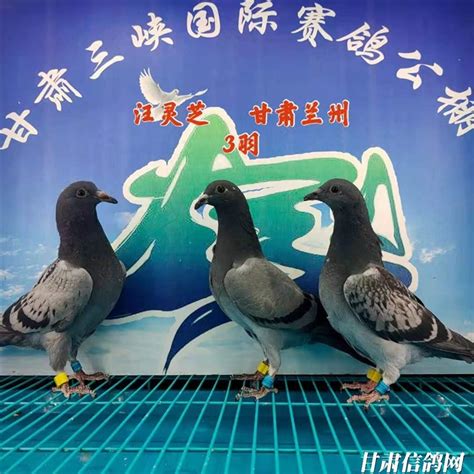 甘肃三峡赛鸽公棚6月6日幼鸽入棚照（不断更新中…）－甘肃三峡国际赛鸽公棚
