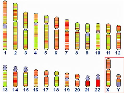 8号染色体是什么病 有什么症状表现_不孕不育百科-试管邦