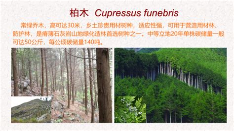 全国率先！浙江林业局发布“十大碳汇树种”-中国网