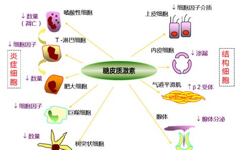 激动剂抑制剂全推荐——糖皮质激素受体-爱必信（上海）生物科技有限公司