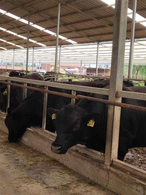 安格斯规模养殖场走访记丨牛妈妈让母牛不再难养 - 知乎