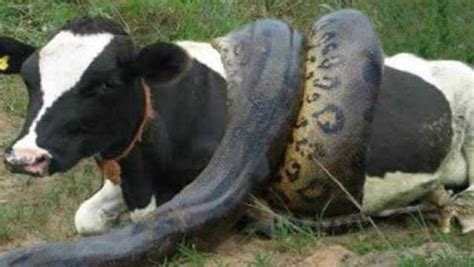 超级巨蟒吞食一头壮牛，感觉蟒蛇吃东西真痛苦，肚子都快要爆炸！