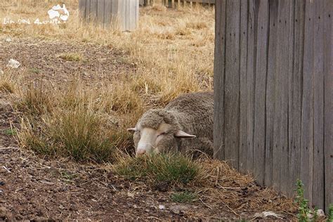 羊睡觉的样子图片,羊睡觉的图片大全大图,山羊睡觉的图片(第2页)_大山谷图库