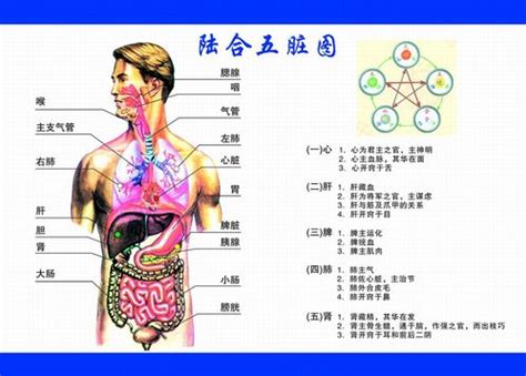 人体五脏分布图图片