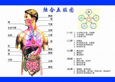 人体图五脏的位置图分布图(2)_配图网