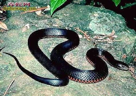 黑蛇代表什么 遇到黑蛇代表什么意思_黑蛇_毒蛇网